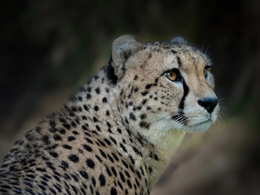 8. Large eyes and dark facial markings that sharpen focus at high speed (Image Credits: Unsplash)