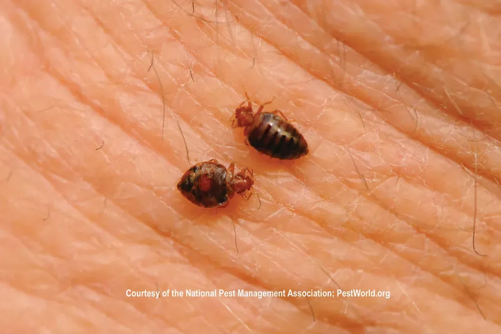 They're Already There and Multiplying (Image Credits: Flickr)