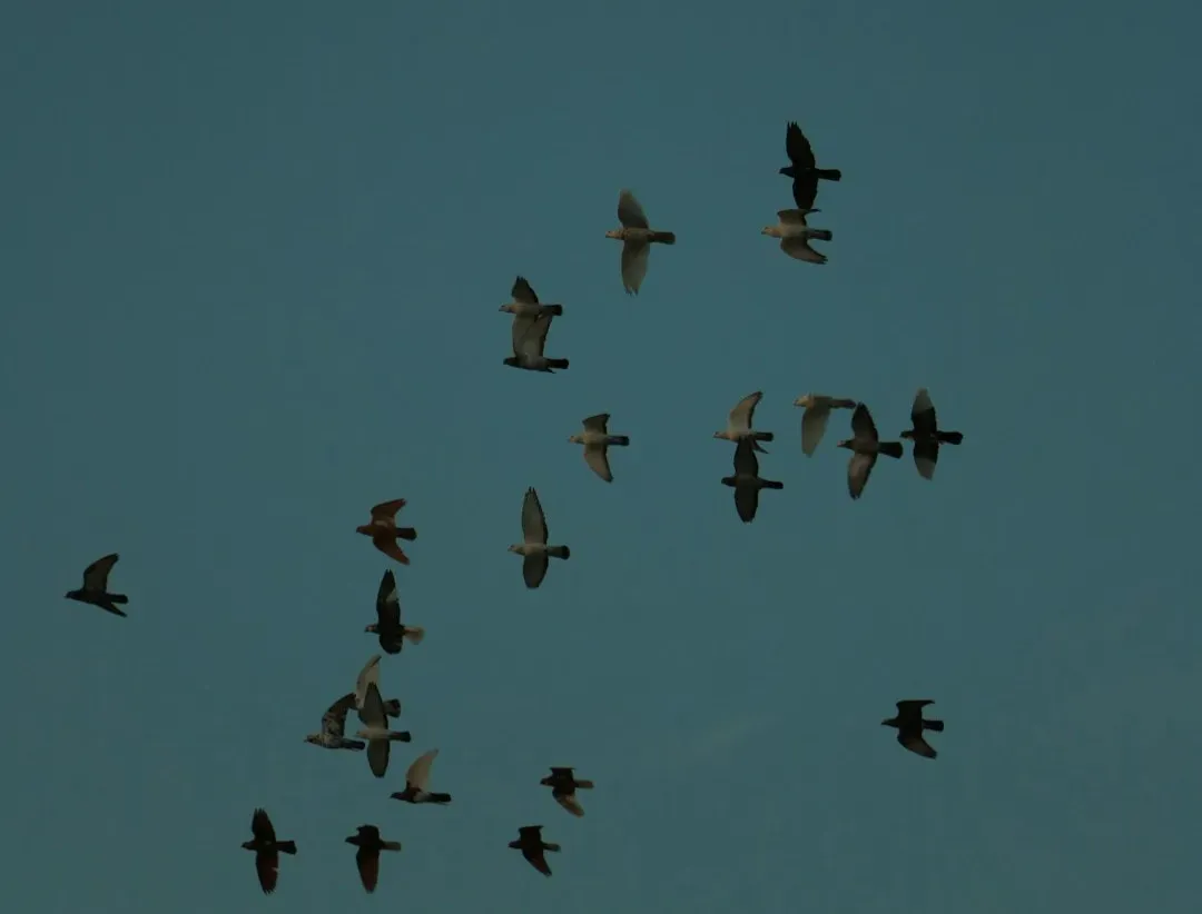 4. Sleepwalking In The Sky: Birds That Sleep While Flying (Image Credits: Unsplash)