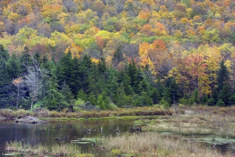 2. Their Dams Store Water Like Natural, Self-Maintaining Reservoirs (Image Credits: Pexels)