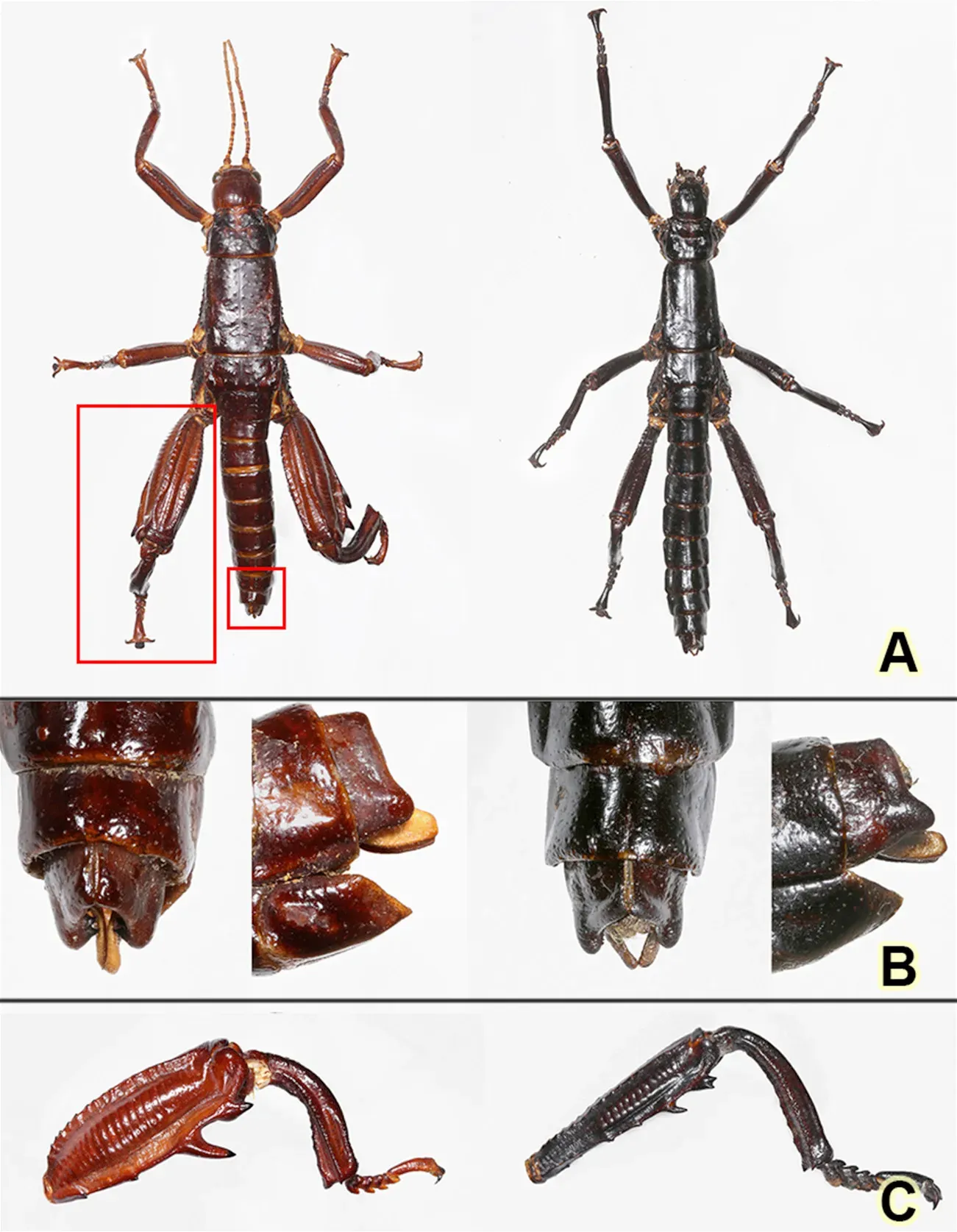1. The Lord Howe Island Stick Insect: The "Extinct" Giant Found Hiding on a Cliff (Museum Genomics Confirms that the Lord Howe Island Stick Insect Survived Extinction, CC BY 4.0)