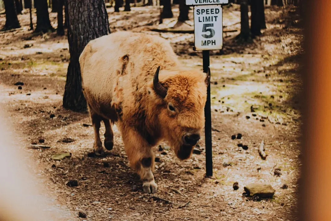 The Sacred Roots: White Buffalo Woman and the Original Prophecy (Image Credits: Unsplash)