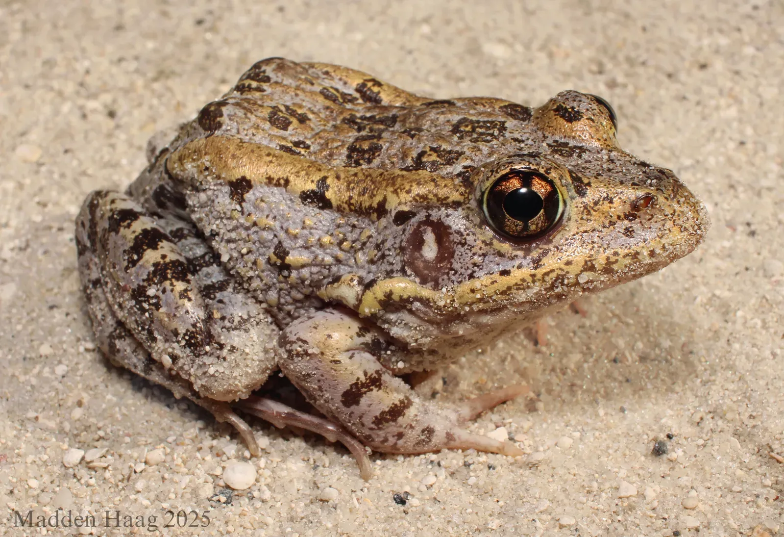 Dusky Gopher Frog (Image Credits: Wikimedia)