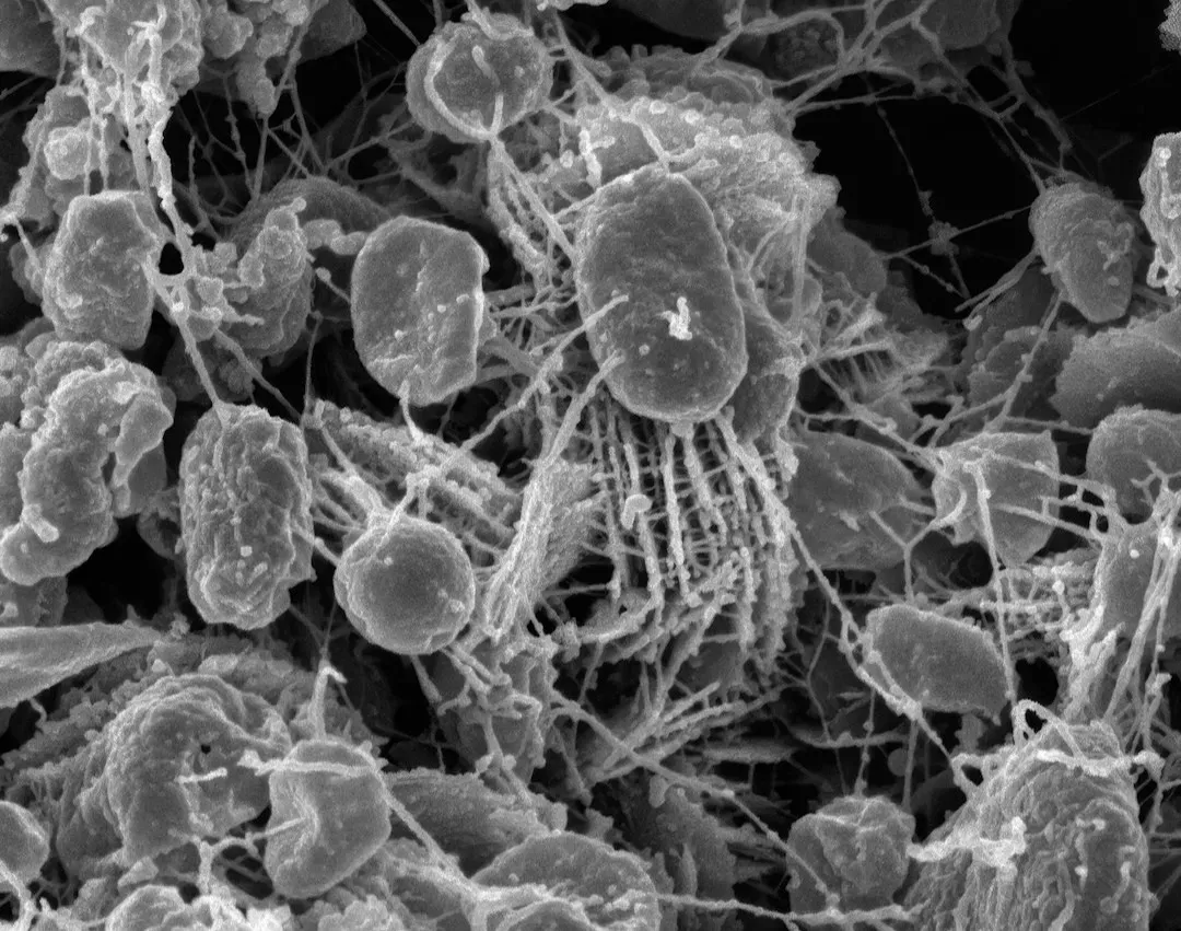 A Hidden Kingdom We Can No Longer Ignore (Image Credits: Unsplash)