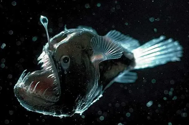 Anglerfish: The Living Lantern Of The Abyss (Image Credits: Wikimedia)