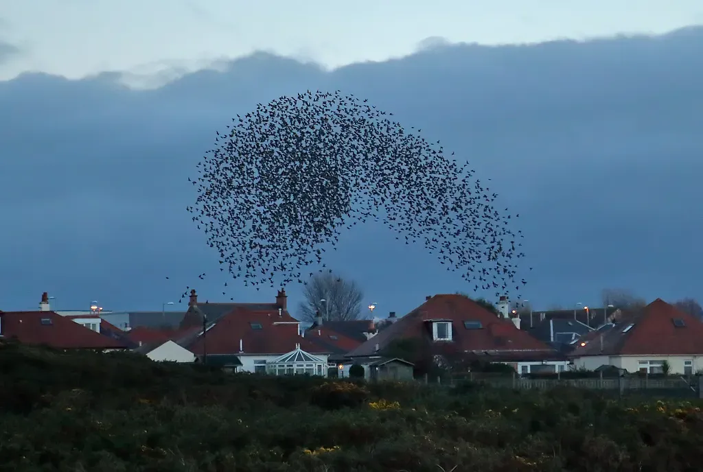 The Synchronized Dance of Murmurations (Image Credits: Wikimedia)