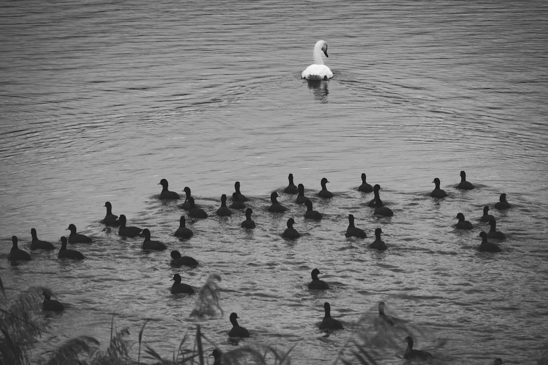 Water Signs Beneath the Surface: Empathy and Stealth (Image Credits: Unsplash)