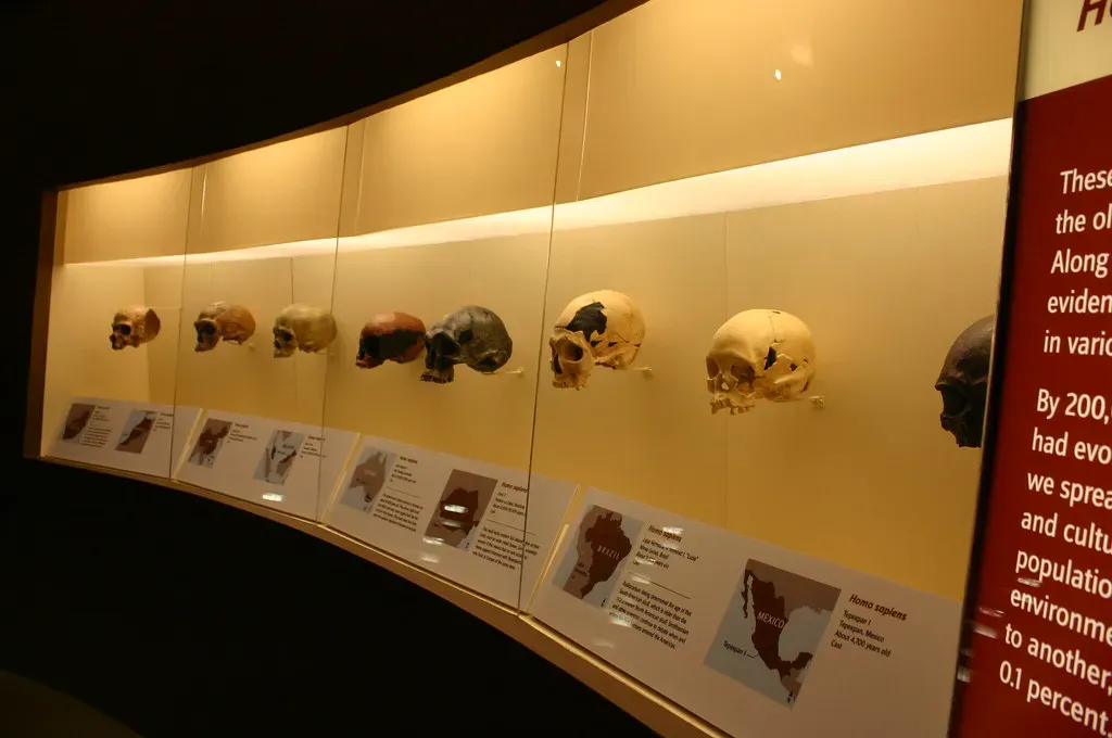 #2 – Early "Human Ancestors" Built From Several Different People (Ryan Somma, Flickr, CC BY-SA 2.0)