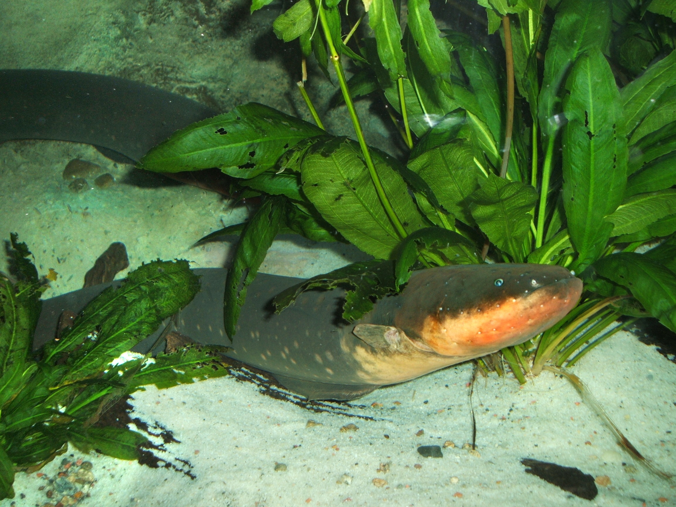 Aquarius: The Electric Eel (Image Credits: Wikimedia)