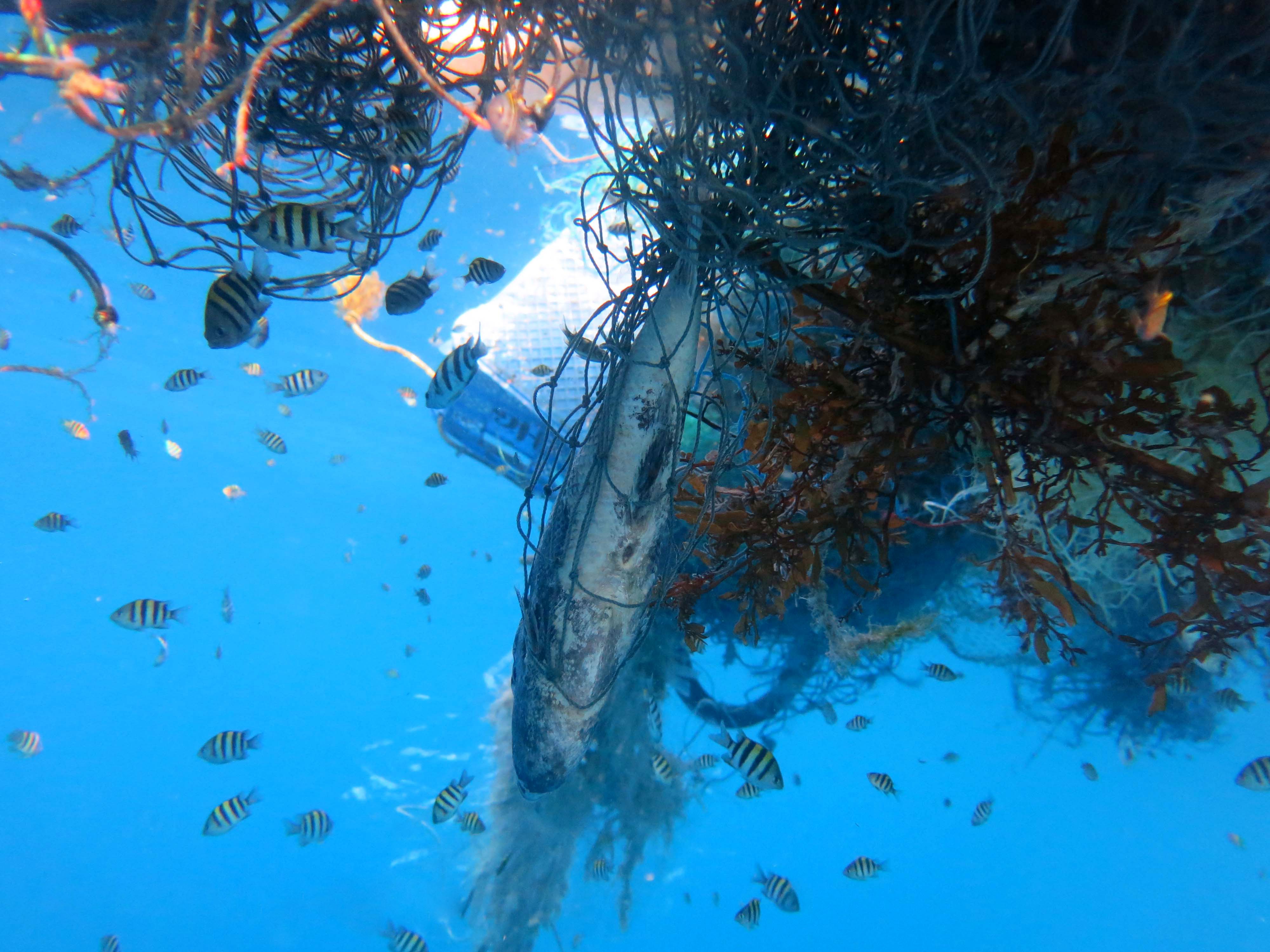 Entanglement Crisis in Fishing Gear (Image Credits: Wikimedia)