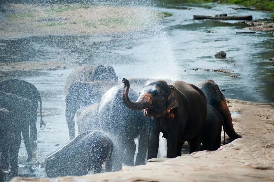 From the Savannah to Your Screen: Ancestral Logic in a Modern World (Image Credits: Pexels)