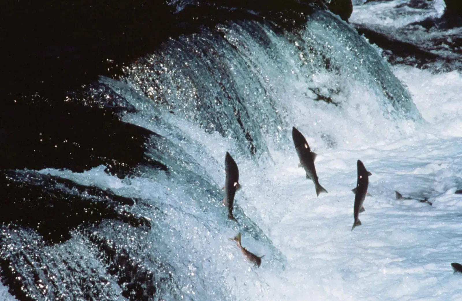 Alaskan Salmon: Swimming Against a Warmer Current (By Marvina Munch, U.S. Fish and Wildlife Service, Public domain)