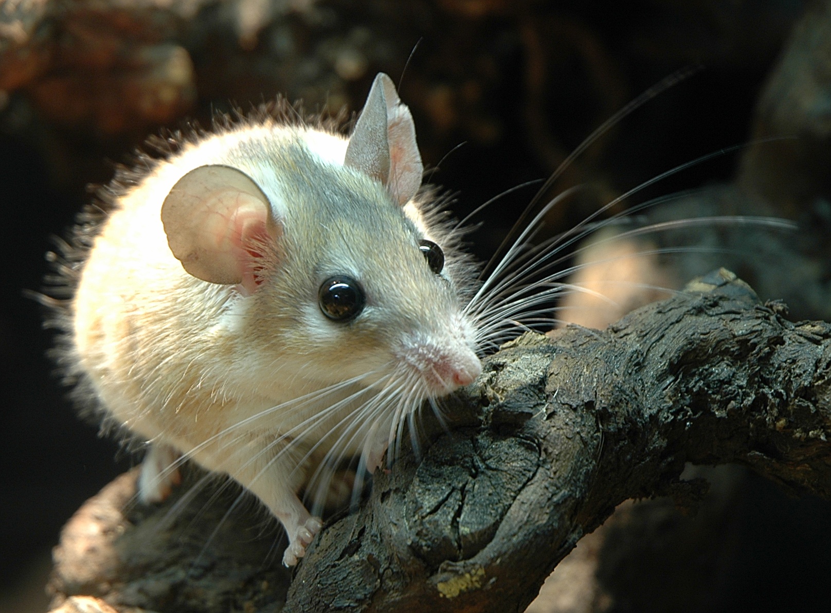 Spiny Mice - Mammals Breaking the Rules (Image Credits: Wikimedia)