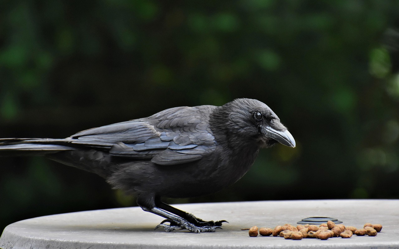 The Neural Architecture Behind Crow Intelligence (Image Credits: Pixabay)