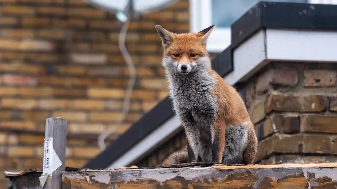 8. Foxes Are Surprisingly at Home in Cities (Thanks to You) (Image Credits: Unsplash)