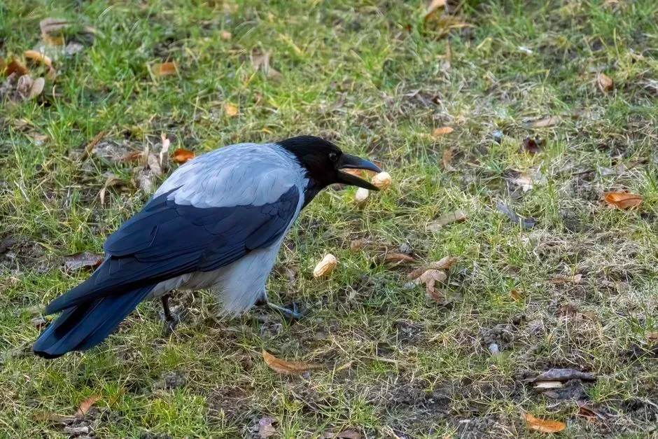 Why Crows Hide Food in the First Place (Image Credits: Pexels)