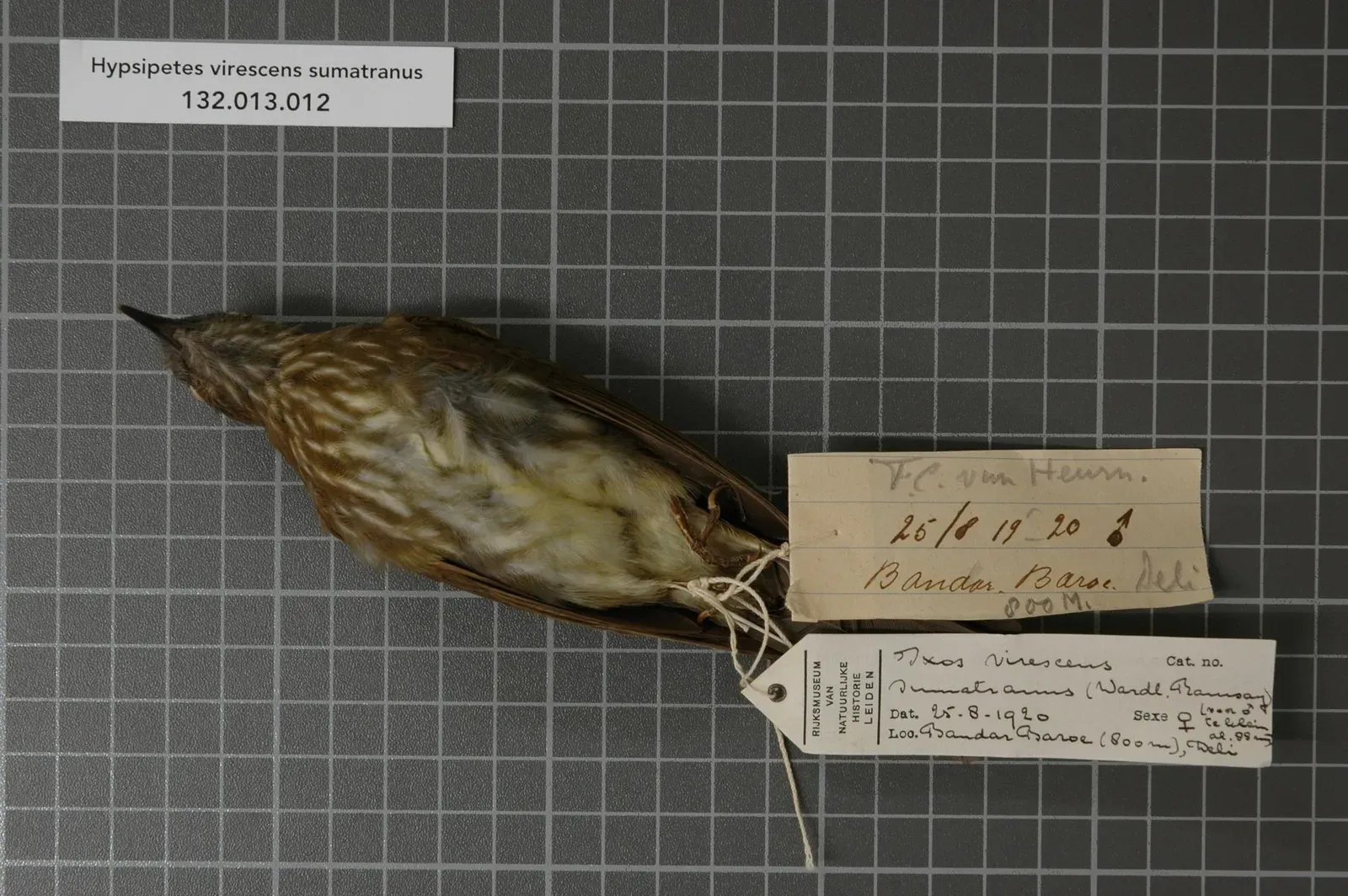 #19 - The Bird That's Officially Extinct… But Might Not Be (Naturalis Biodiversity Center, CC0)