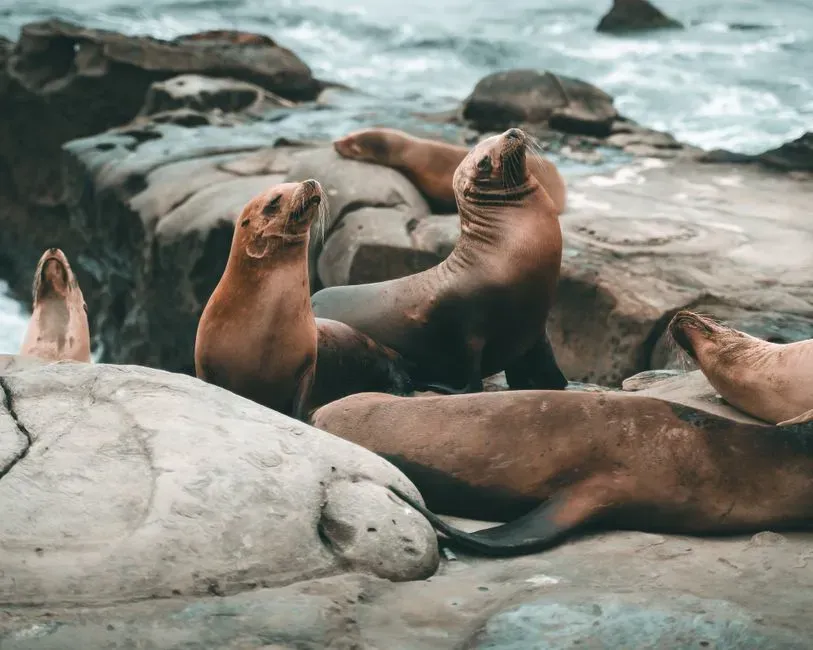 Seasonal Rhythms: Breeding, Molting, and Life on Land (Image Credits: Pexels)