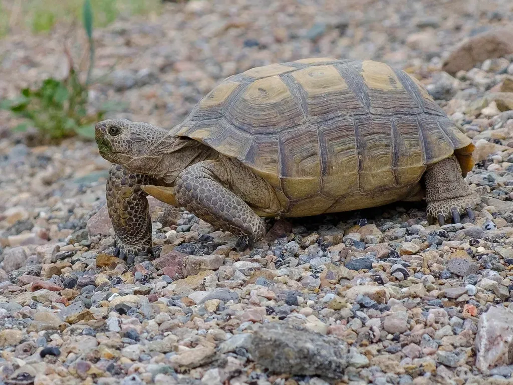 5. Desert Tortoises: Underground Timekeepers of the Mojave and Sonoran (bgwashburn, Flickr, CC BY 2.0)