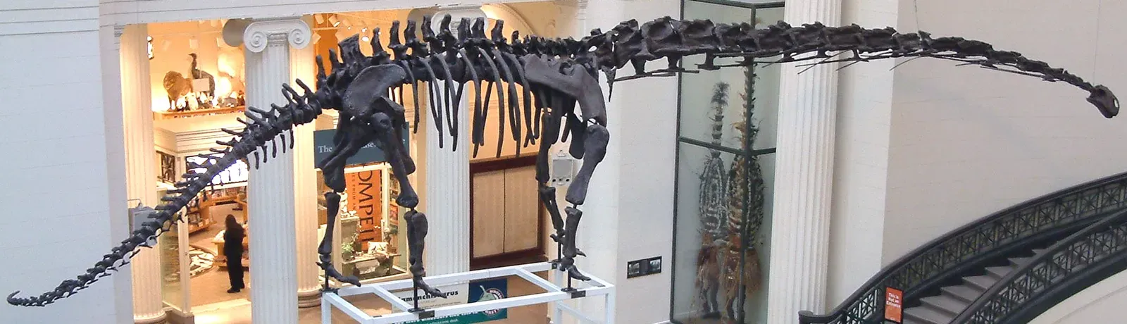 From Ancient Bones to Cutting-Edge Tech: The Future Landscape of Dinosaur Research (Image Credits: Wikimedia)