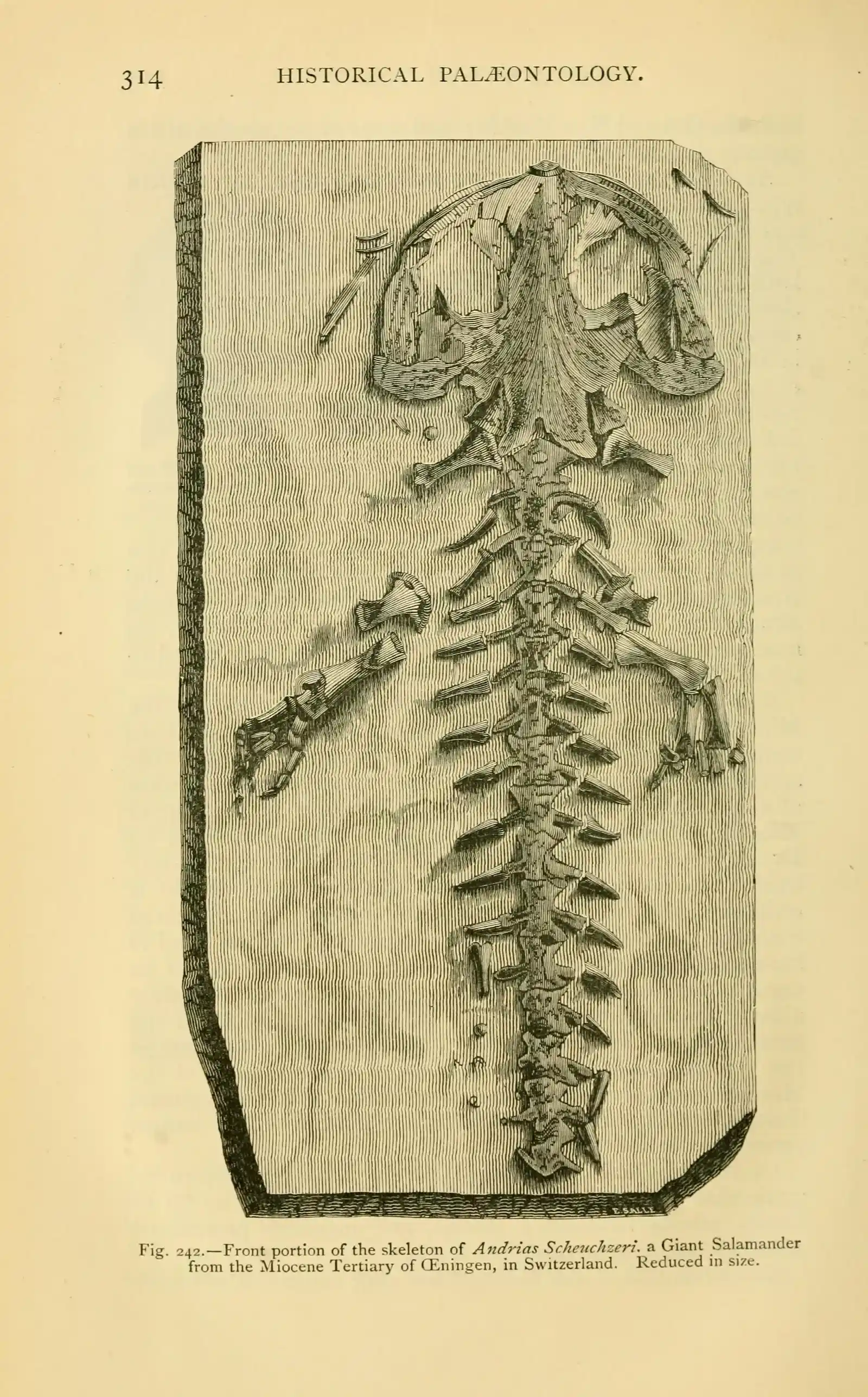 Why Our Deep Past Demands Our Attention Now (Image Credits: Wikimedia)