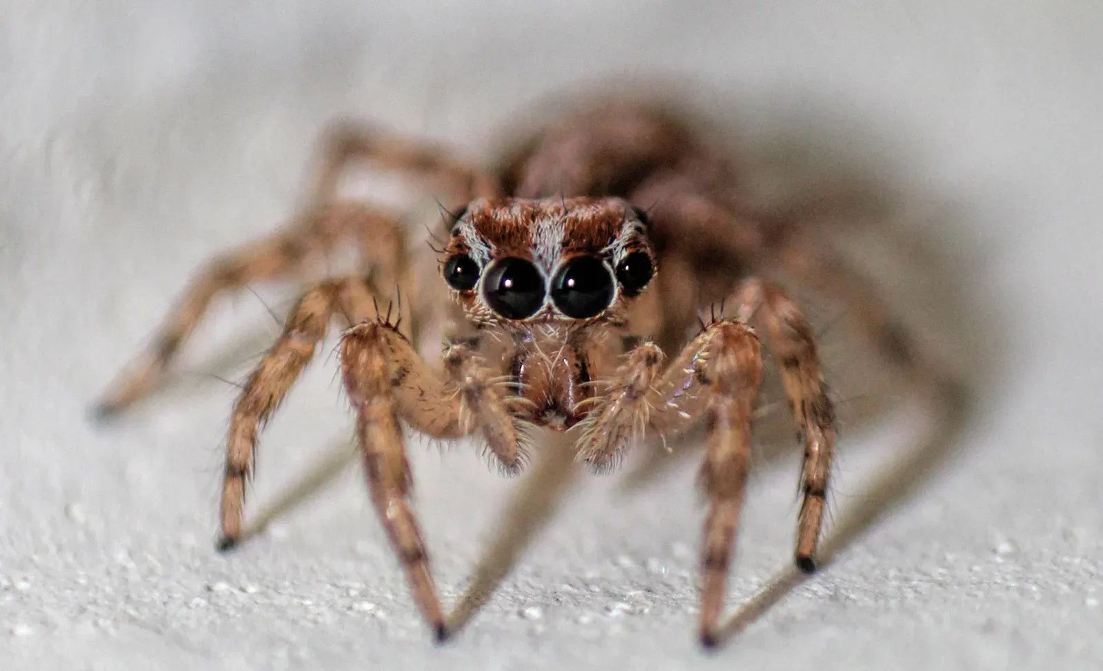 10. Jumping Spider: Eight Eyes and a View That Covers Everything (By Karthik Easvur, CC BY-SA 3.0)