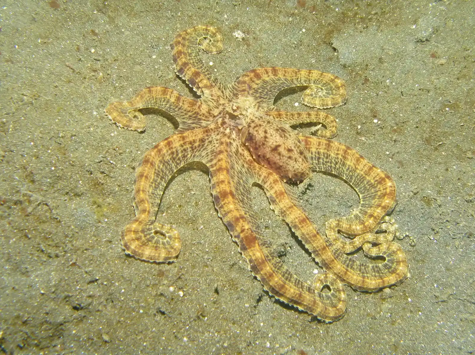 3. Mimic Octopus – The Underwater Impostor (Mimic Octopus, CC BY 2.0)