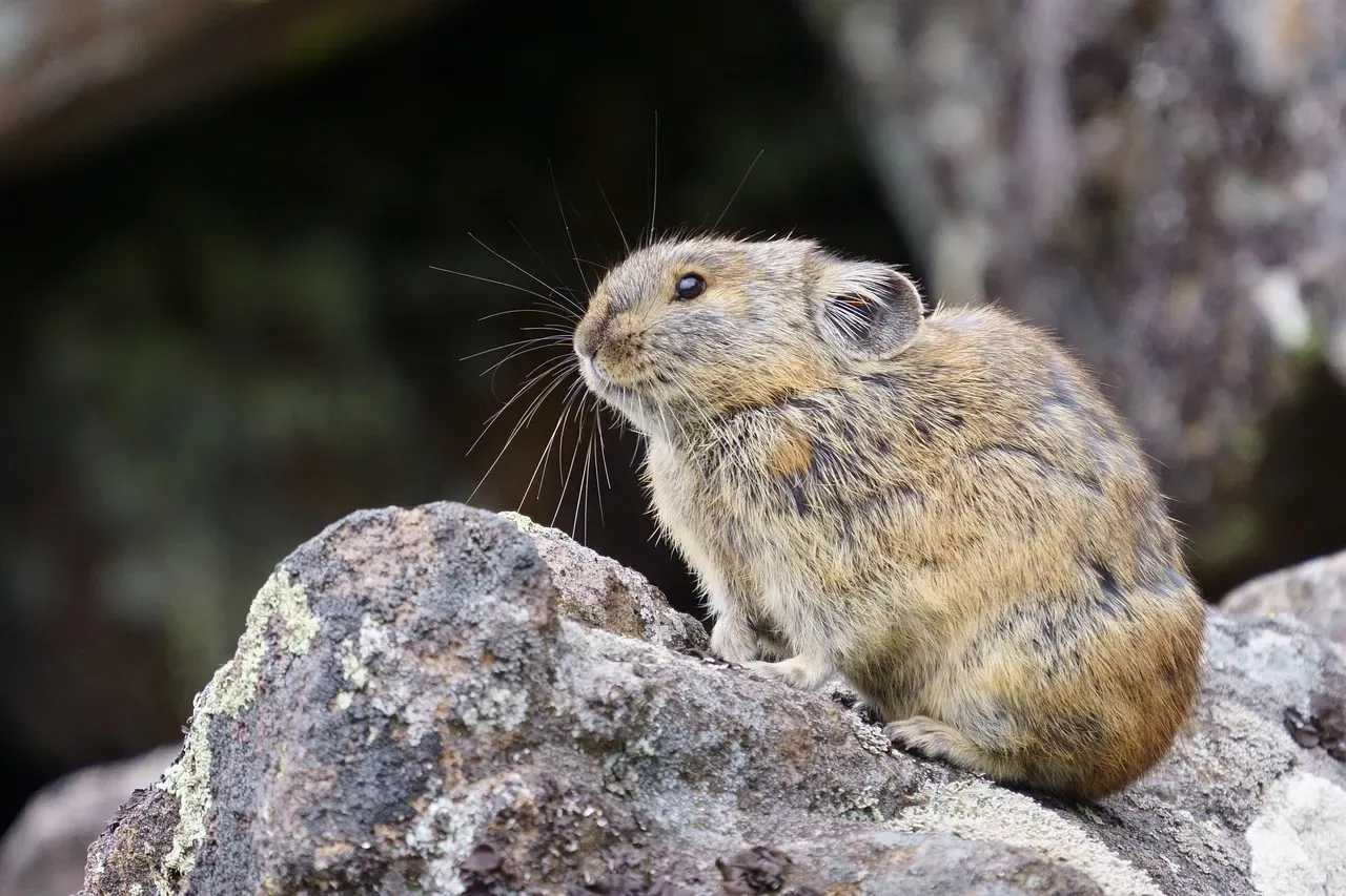 5. Alpine Plants and Pikas: High-Altitude Oxygen and Cold Experts (Image Credits: Pixabay)