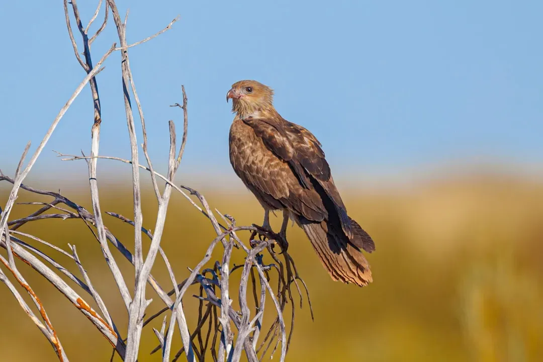 9. Firehawks: Birds That Weaponize Wildfire (Image Credits: Unsplash)