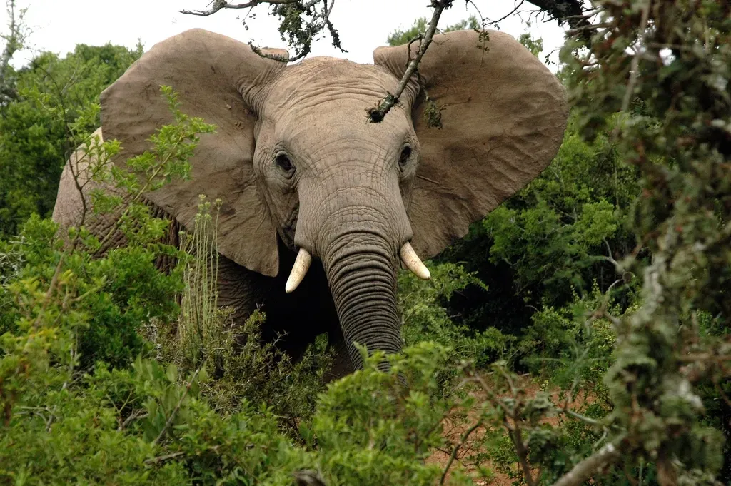 #2 - The African Forest Elephant: The Crisis Hiding in Plain Sight (Image Credits: Rawpixel)