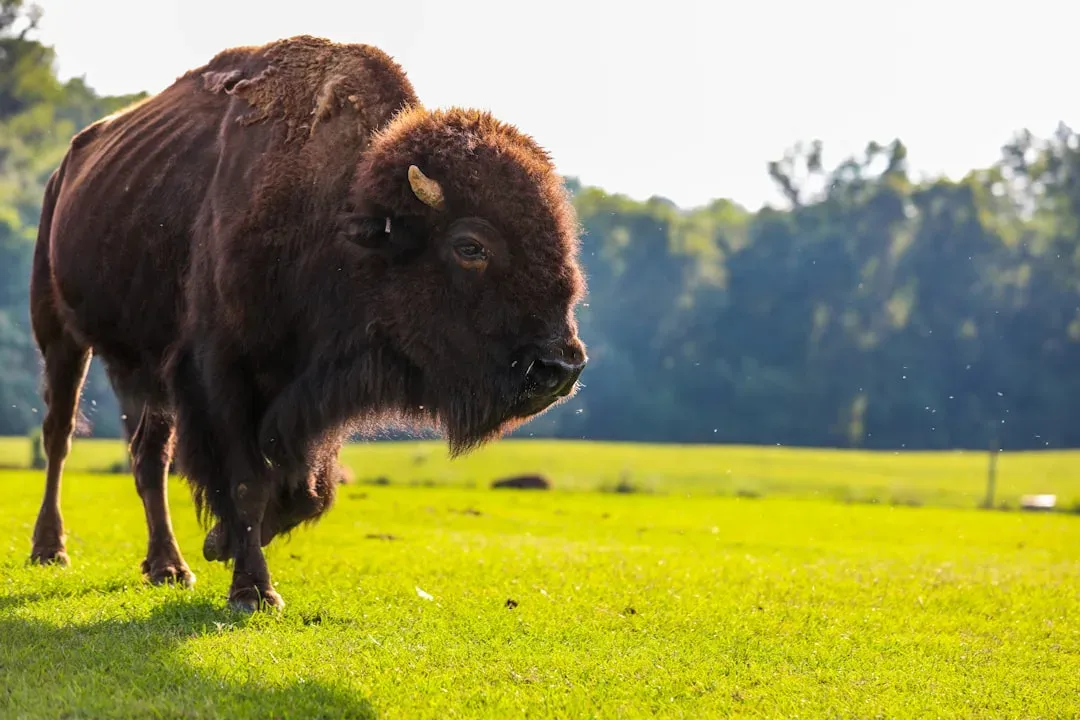 7. You’re Part of a New Vision: A “Second Recovery” Focused on Letting Bison Be Wild Again (Image Credits: Unsplash)