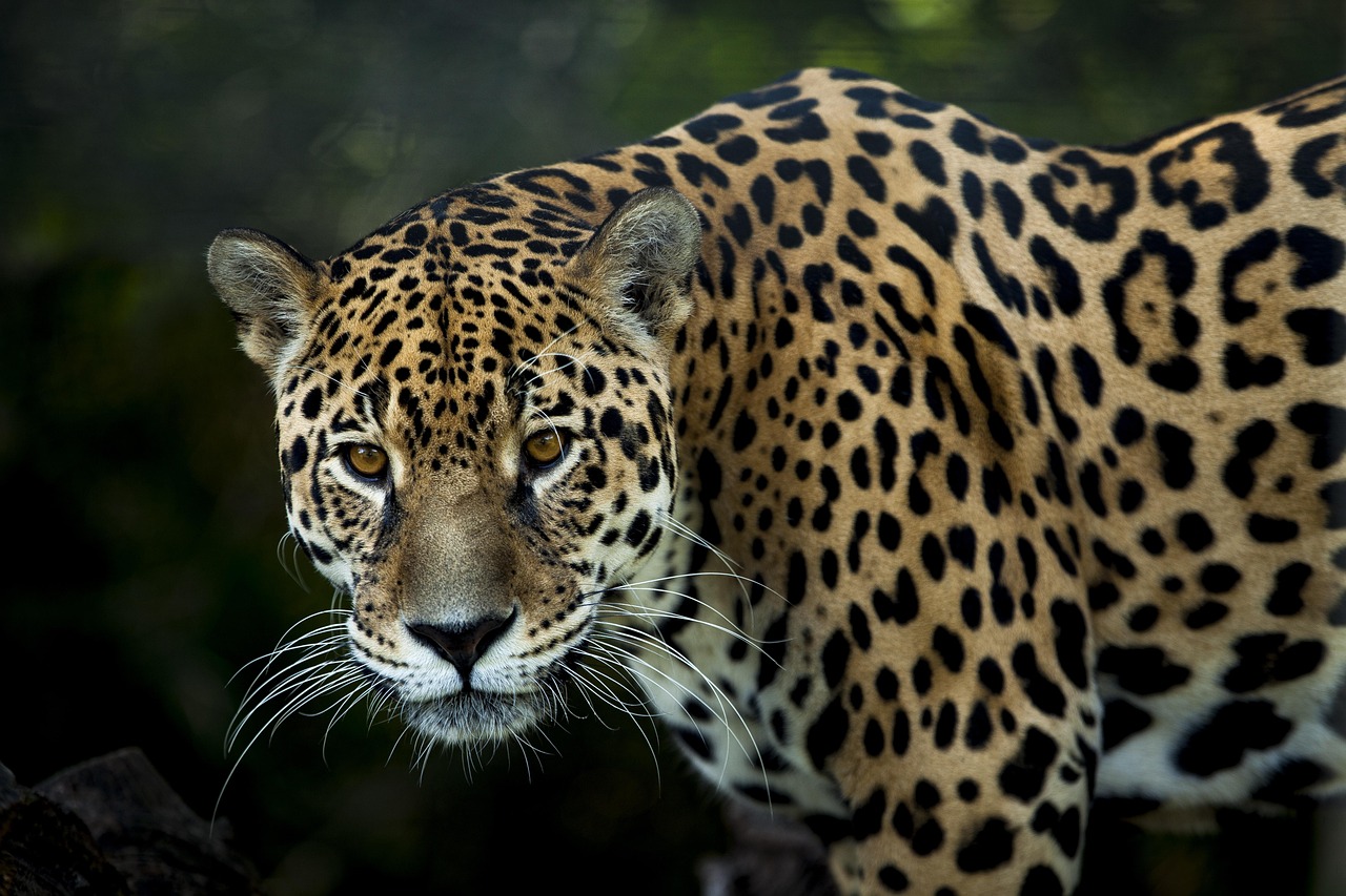 Ambush Artists in Multiple Environments (Image Credits: Pixabay)