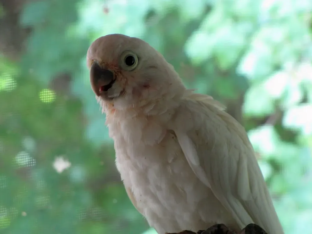 7. Goffin’s Cockatoo – The Improviser (The_Gut, Flickr, CC BY 2.0)