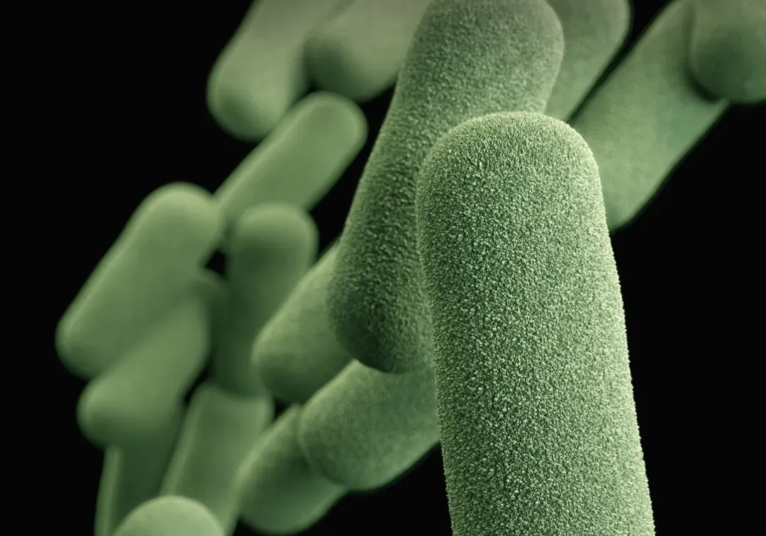 Friendly Microbes: Your Microbiome as a Hidden Ally (Image Credits: Unsplash)