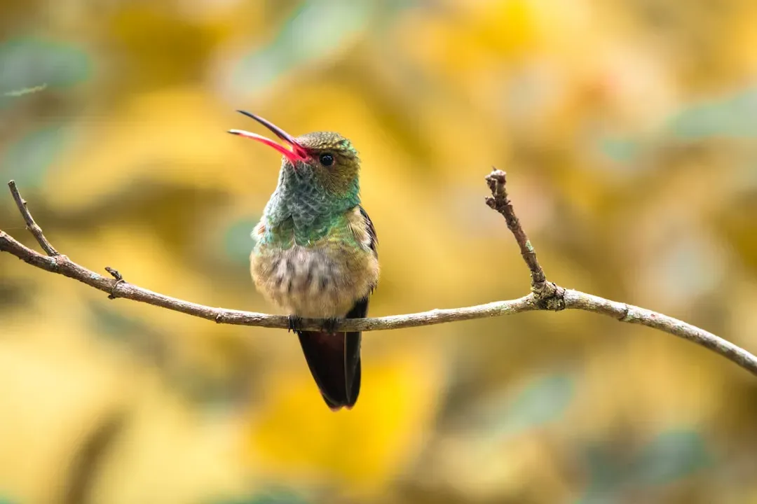 6. Subtle Vocal and Wing-Sound Changes (Image Credits: Unsplash)