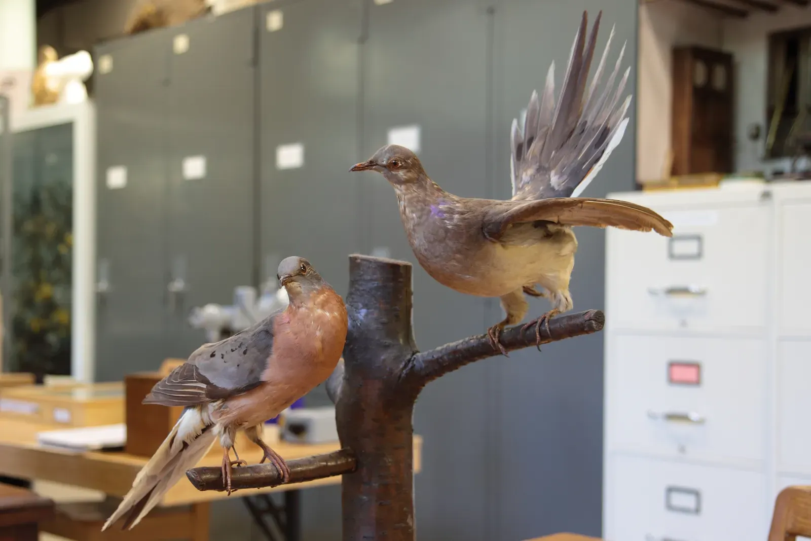 2. Passenger Pigeon (Ectopistes migratorius) (By Cephas, CC BY-SA 3.0)