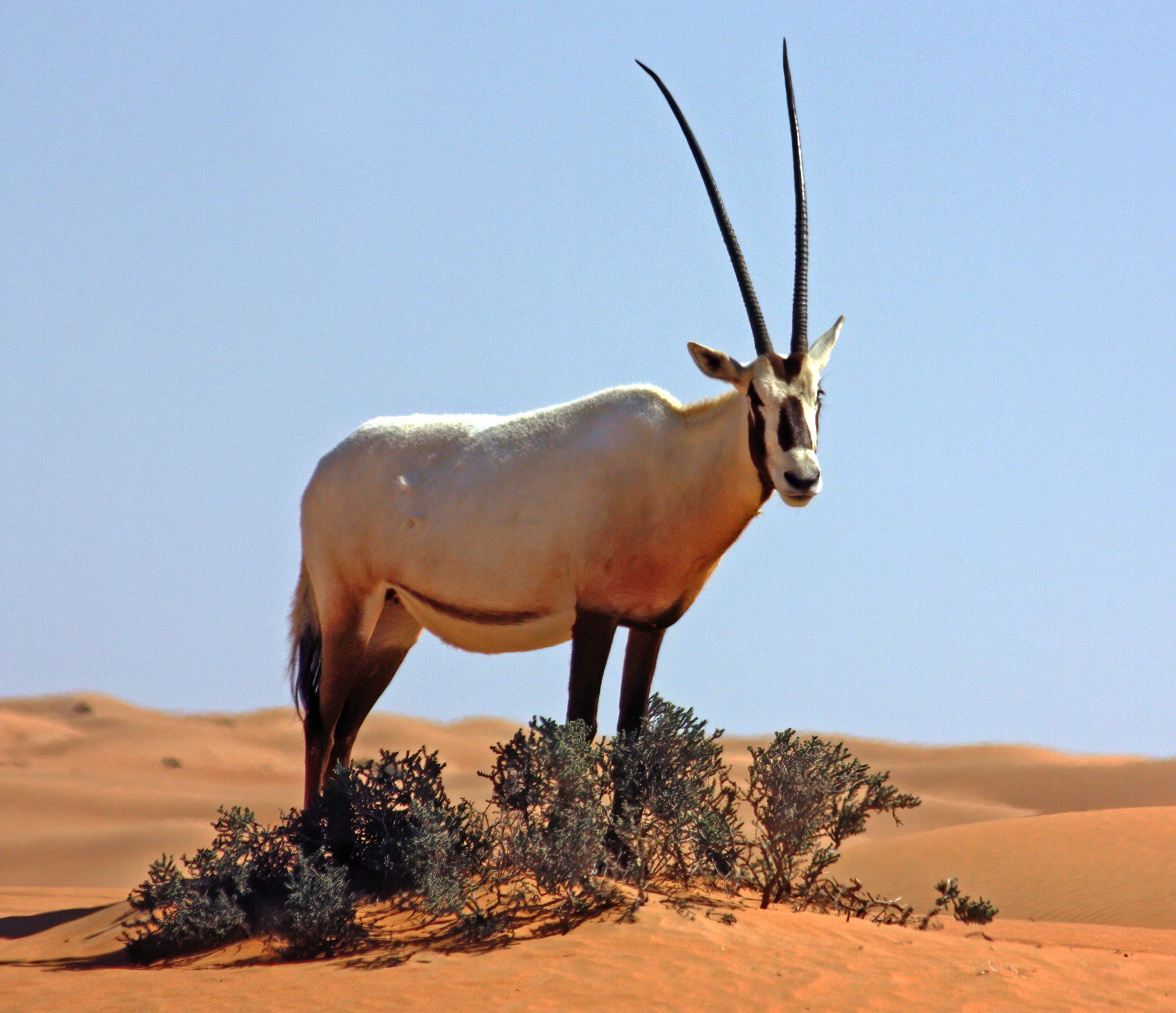 Arabian Oryx (Image Credits: Wikimedia)