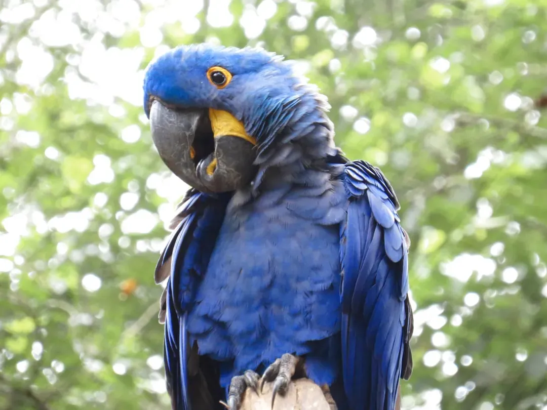 9. Hyacinth Macaw – The Gentle Problem-Solver (Image Credits: Unsplash)