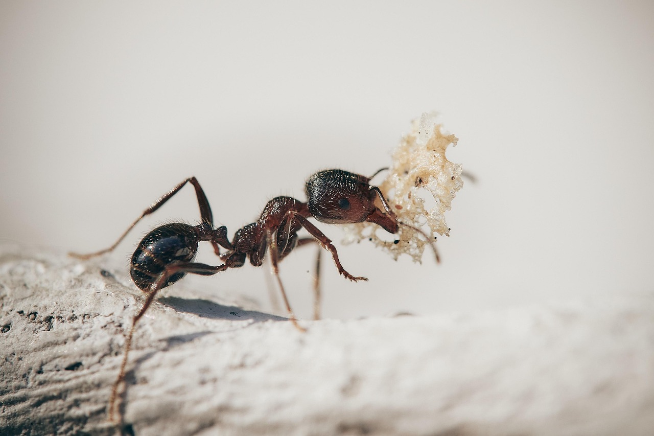 The Ant - ISTJ (The Logistician) (Image Credits: Pixabay)