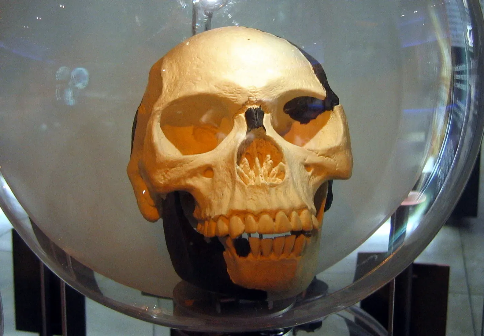The Piltdown Man: The “Missing Link” That Never Was (Image Credits: Wikimedia)