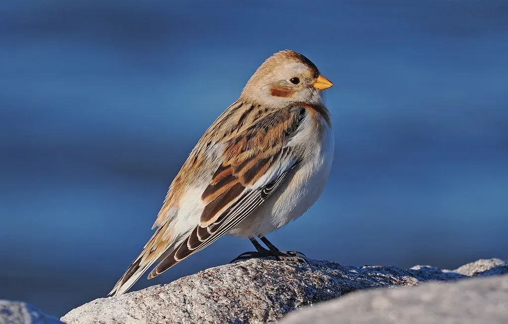 Sagittarius – You Are the Snow Bunting (Judy Gallagher, Flickr, CC BY 2.0)