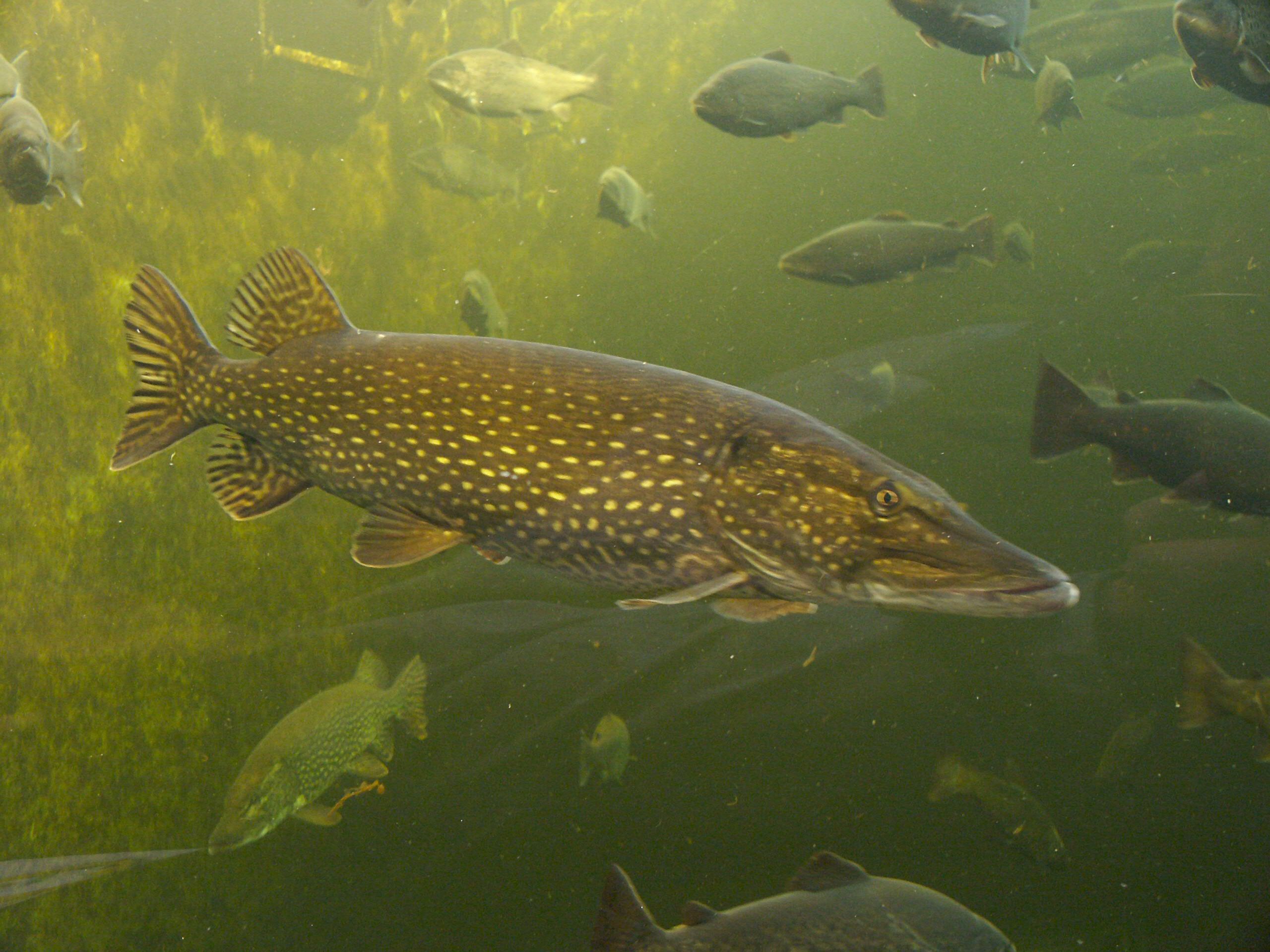 Leo: The Majestic River Pike (Image Credits: Wikimedia)