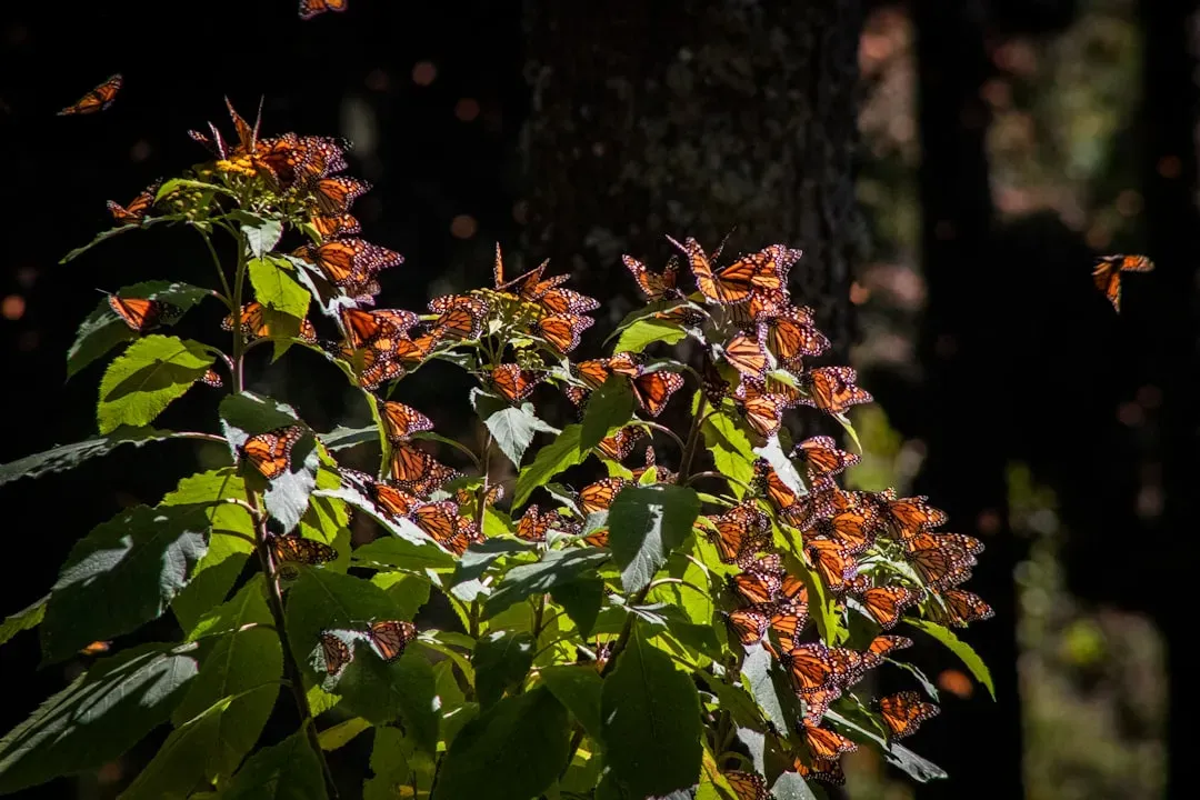 Mexico's Sacred Forests: The Ultimate Destination (Image Credits: Unsplash)