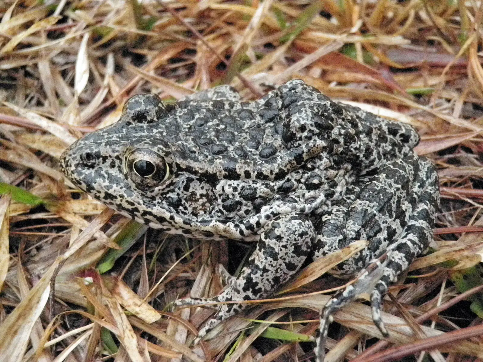 Dusky Gopher Frog – A Rare Amphibian with a Very Specific Address (Image Credits: Wikimedia)