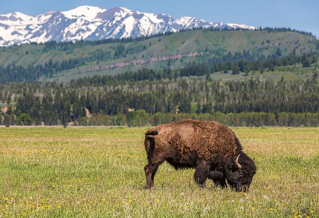 Capricorn: The Survivor On Harsh Terrain (Image Credits: Flickr)