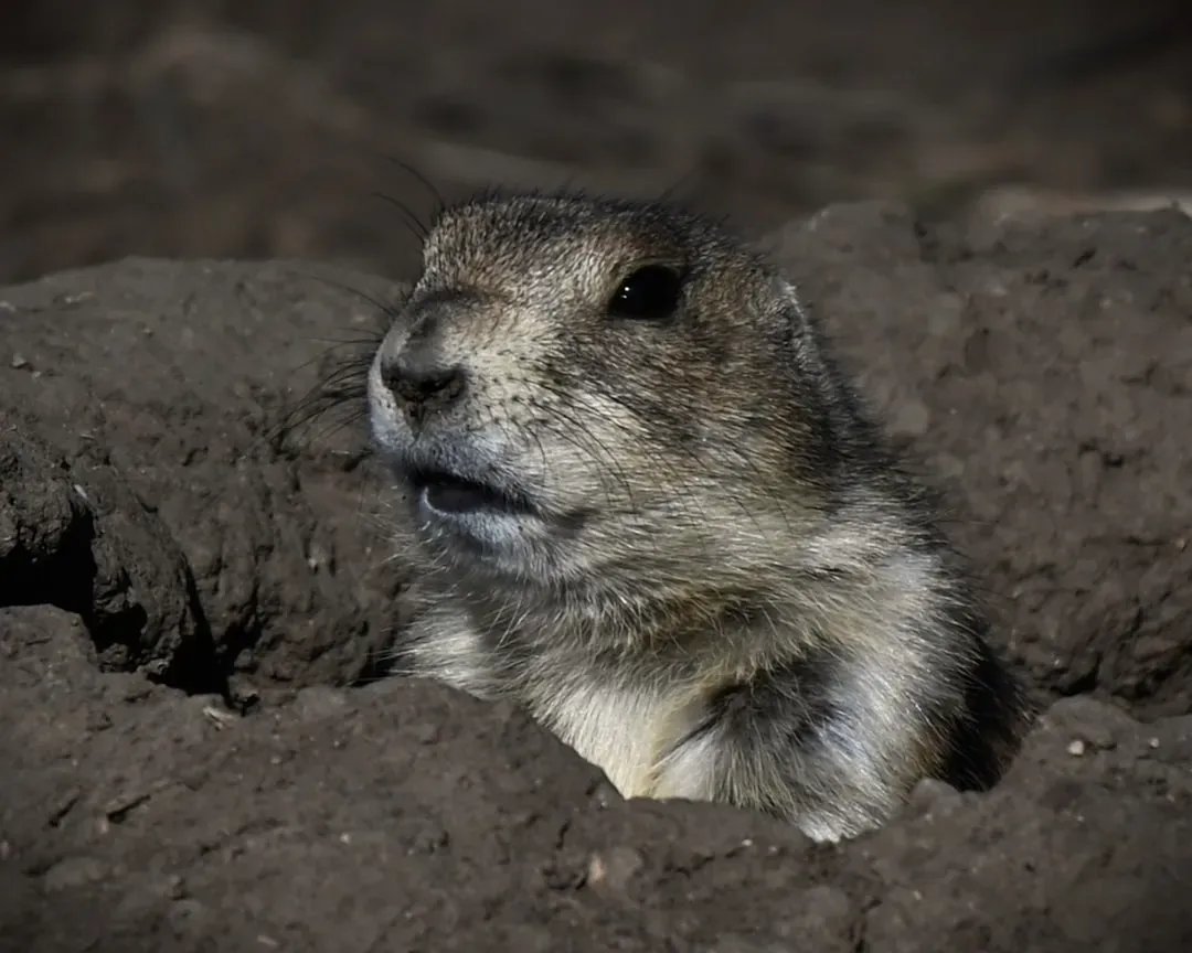 2. Their Burrows Quietly Re‑Engineer Entire Ecosystems (Image Credits: Unsplash)