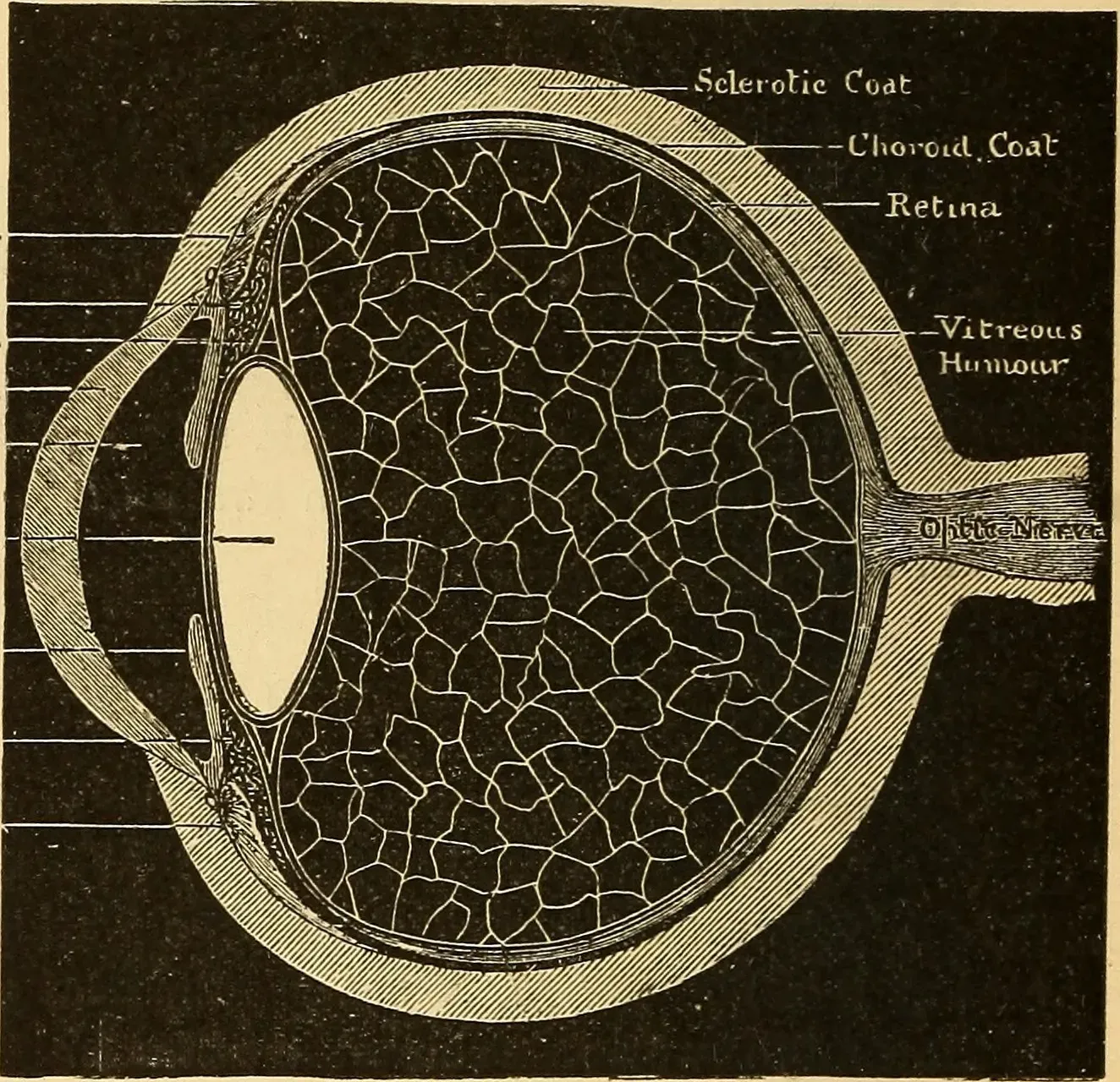 The Hidden Clues: Senses You Never Knew You Had (Image Credits: Wikimedia)