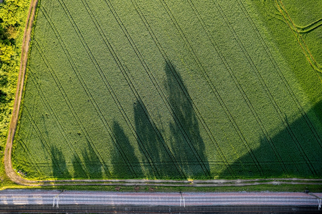Shadows in the Cornfields (Image Credits: Unsplash)