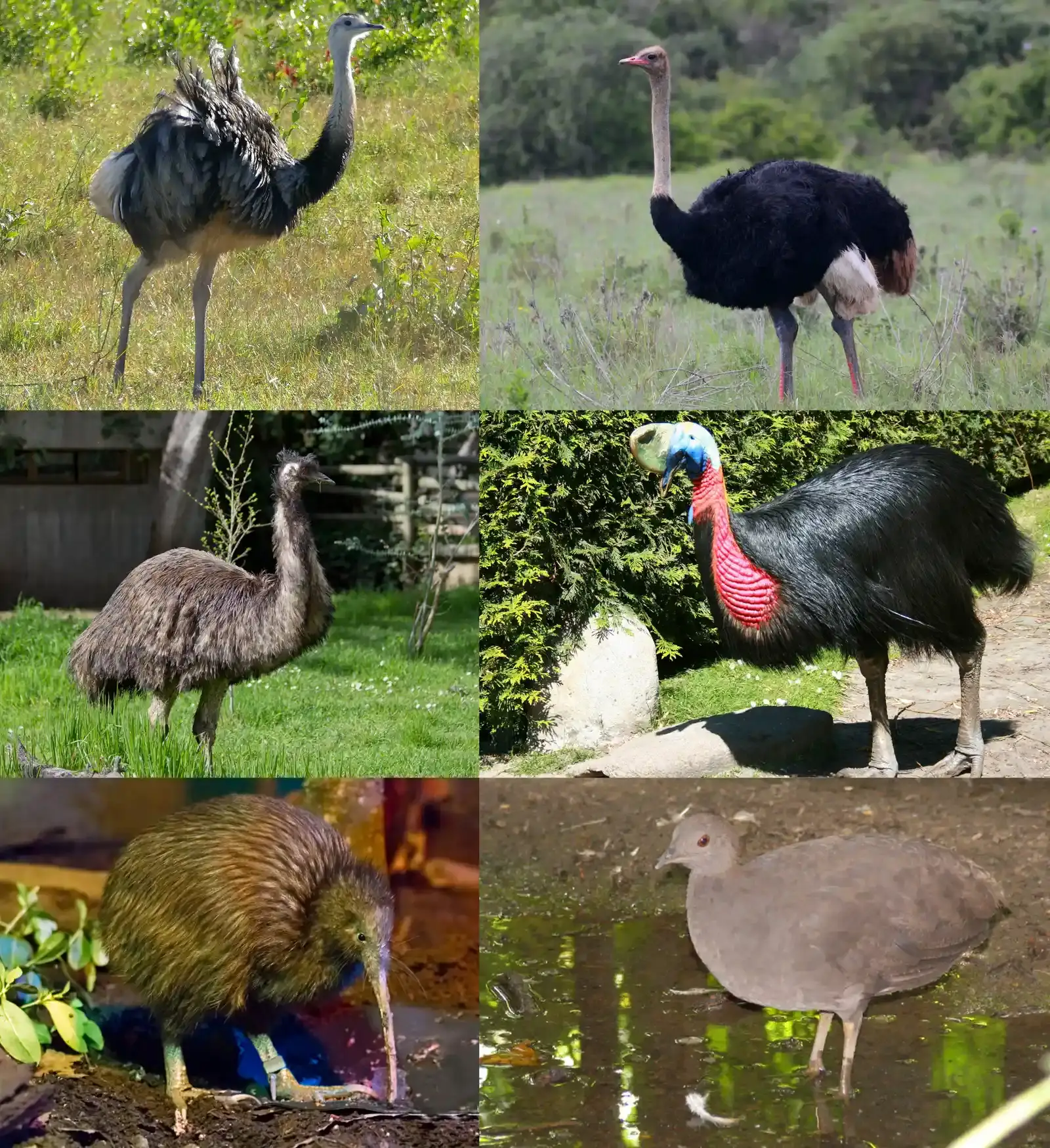 #5 - Ratites: Flightless Birds Scattered Across the Southern Hemisphere (File:Greater Rhea (Rhea americana) - Flickr - berniedup.jpg
File:Ostrich in Addo National Elephant Park.JPG
File:Dromaius novaehollandiae - 02.jpg
File:Vogelpark Walsrode - Casuarius casuarius 02 ies.jpg
File:Apteryx mantelli -Rotorua, North Island, New Zealand-8a.jpg
File:Crypturellus cinereus.jpg
Partially based on File:Ratite Diversity.jpg., CC BY-SA 4.0)