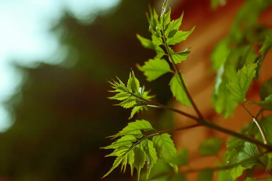 The Radical Question: Could Plants Have Any Kind of Experience at All? (Image Credits: Pexels)